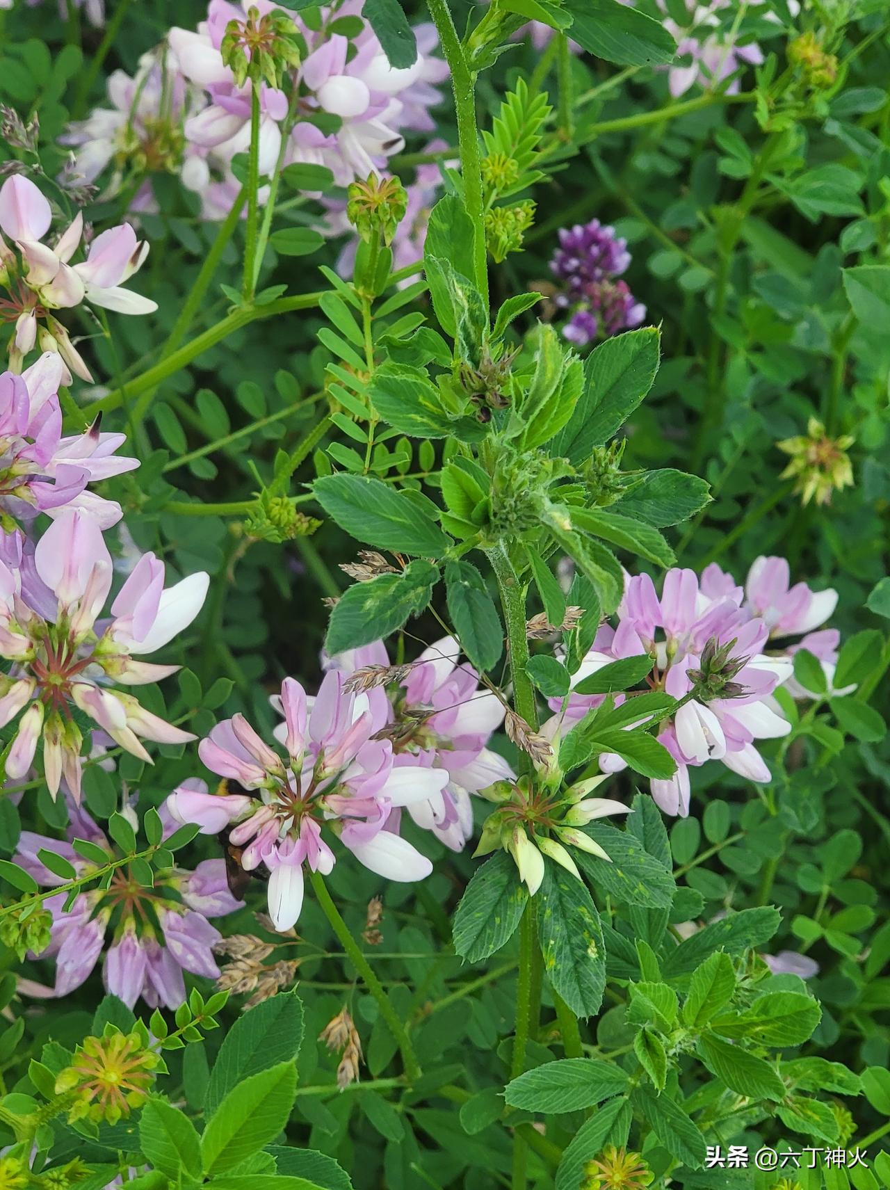 粉嫩的野花盛开，绿意盎然的自然美景。🌸🌿