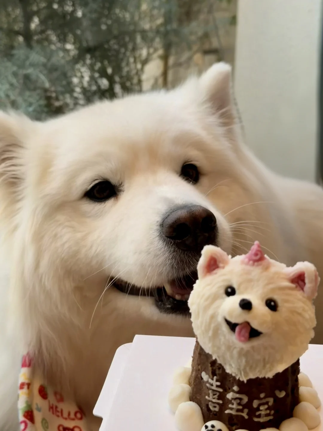 5岁生日快乐喜宝宝🐾