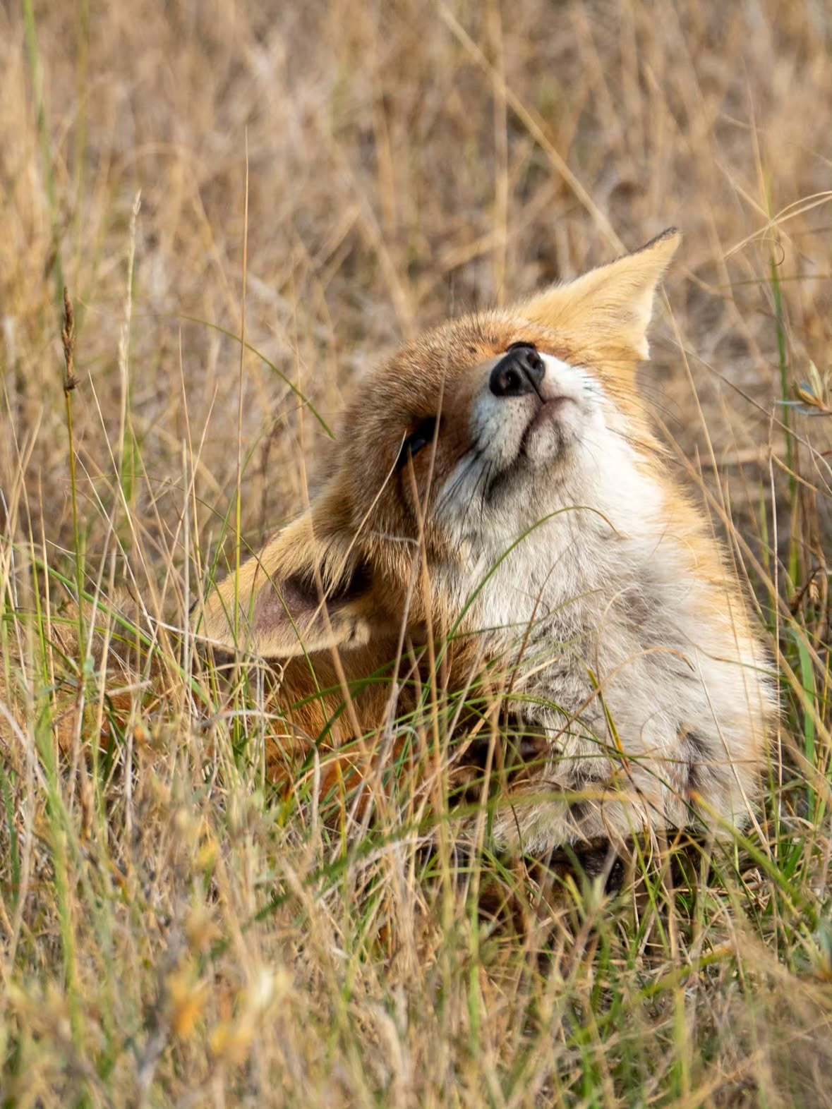 狐狸[超话] 享受阳光小狐狸©️Liefhebber wildlife ​​​