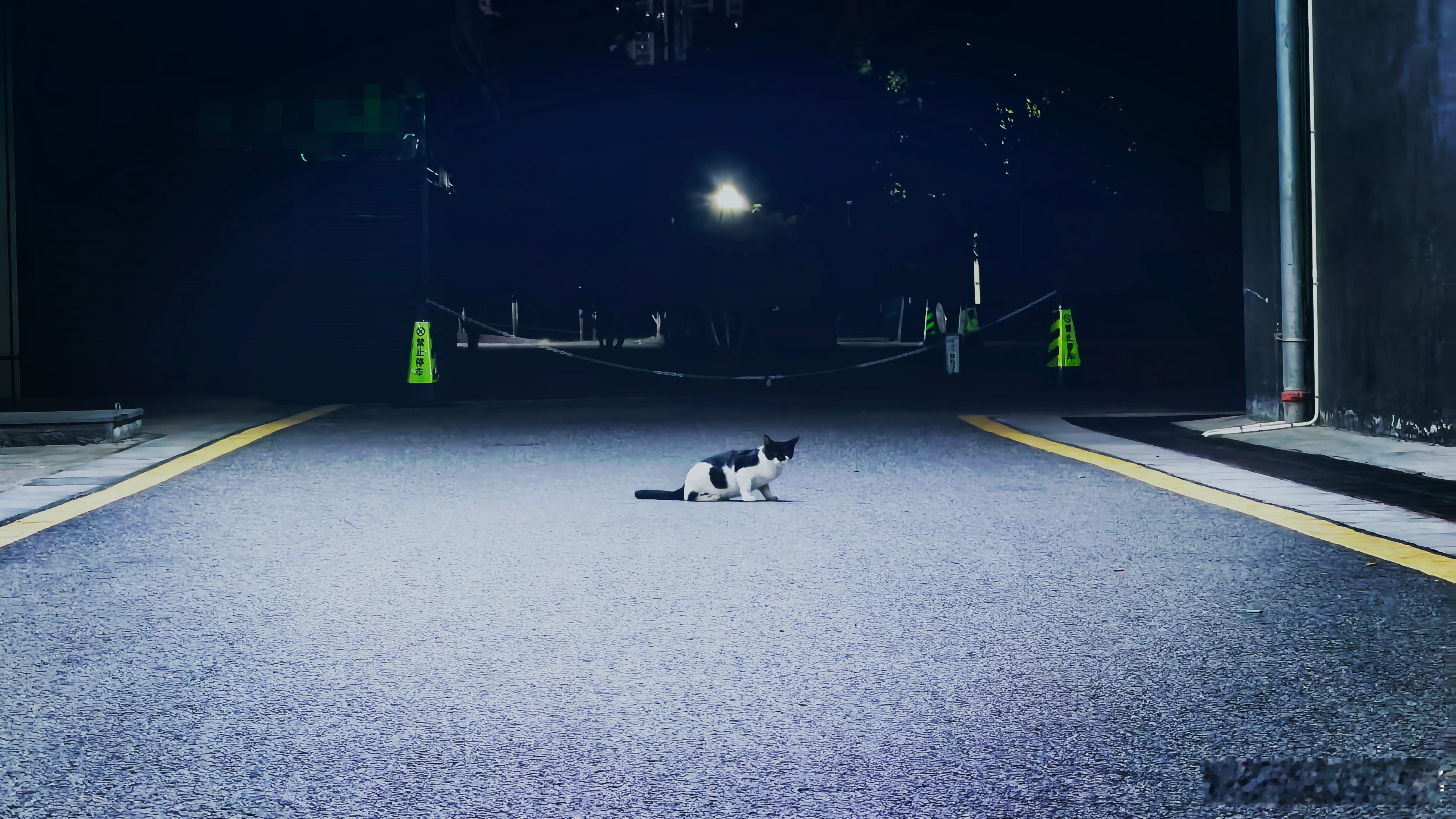 坏了，是蒙面劫匪[春游家族] ​​​