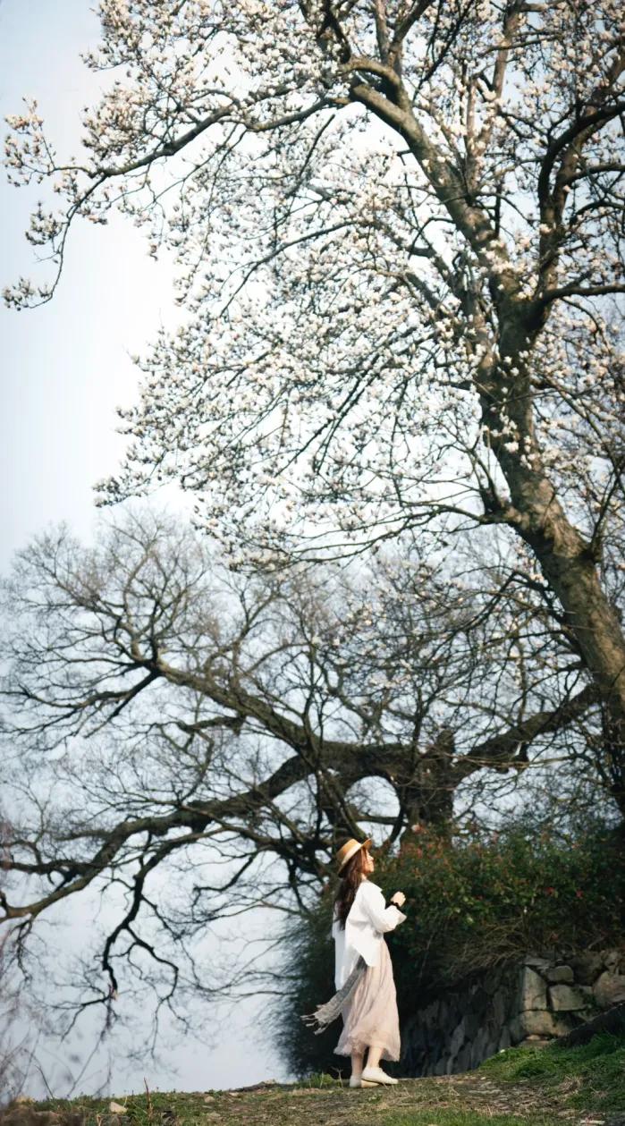 新年爱好打卡春天来了，正是赏你的好时节，我们老家的梅花，樱花全开了，这么美丽的花