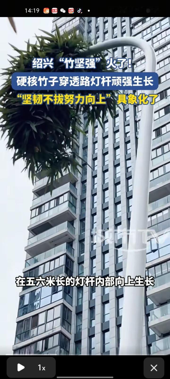 1月19日，绍兴市新昌县。世贸广场附近的一株竹子从灯杆底部缺口钻进去，在五六米长