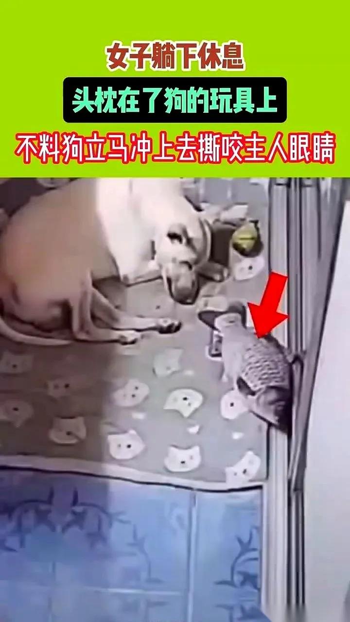 黑龙江。
女子养着狗“儿子”，喂的是进口狗粮，推了朋友聚会只为陪它。扬言“我家狗