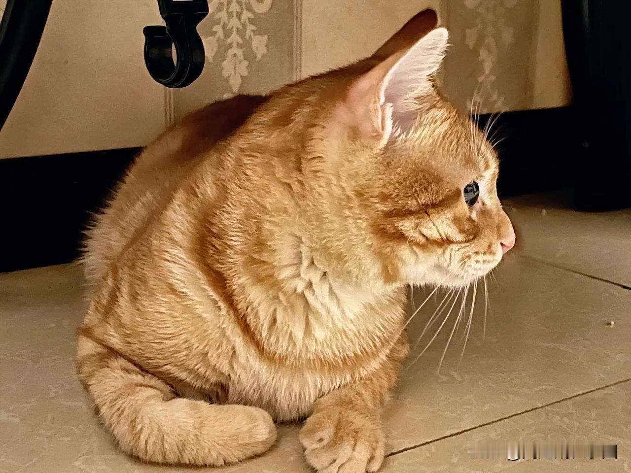 #养宠物是狗狗好，还是猫咪好# 养狗狗好还是养猫咪好？没有定论，问自己偏重什么。