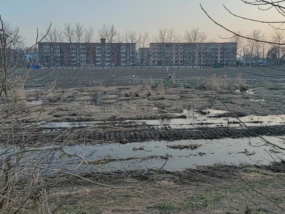 冬天的河流还没有结冰，这边的冬天不冷，芦苇都已枯萎，一片荒凉，树干也光秃秃，唯有