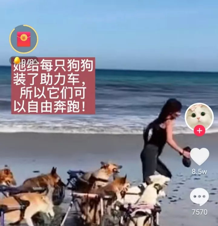 这位美丽善良的女子收养的全是残疾的狗狗，她为它们都安装了助力车，带着残疾的狗狗奔