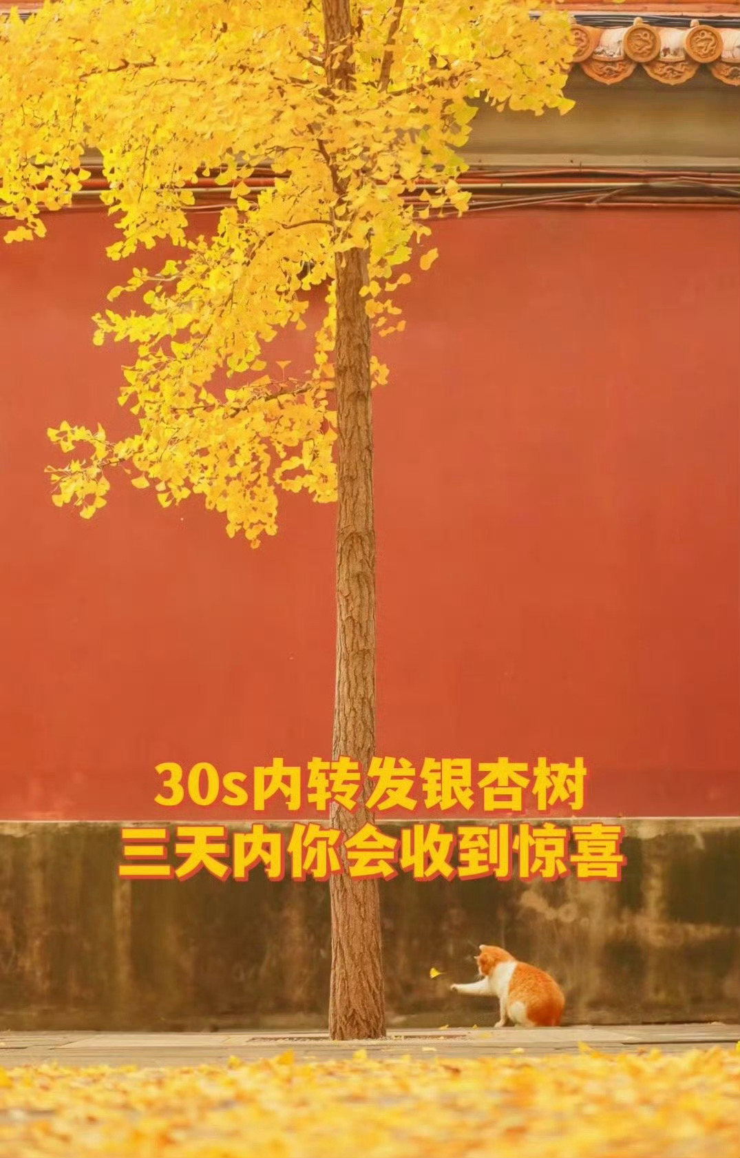银杏树请不要无视，说明你的运势开始上升 