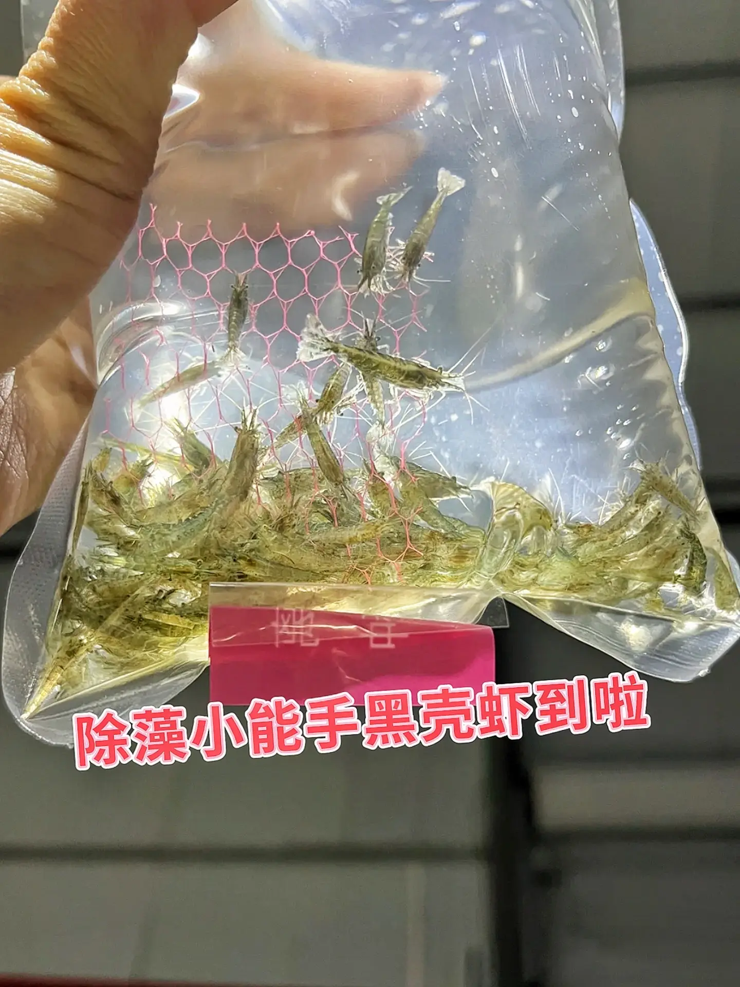 还在为鱼缸里的藻类头疼吗？黑壳虾堪称藻类克星，丢几只进缸，就能将绿藻...
