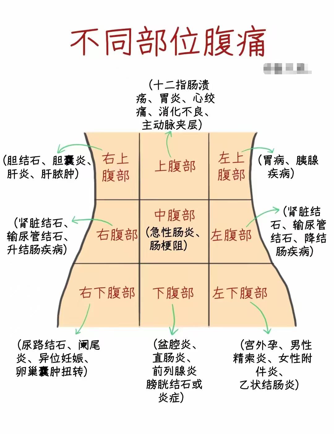 为什么你的肚子痛，总也好不了？分清位置很重要！