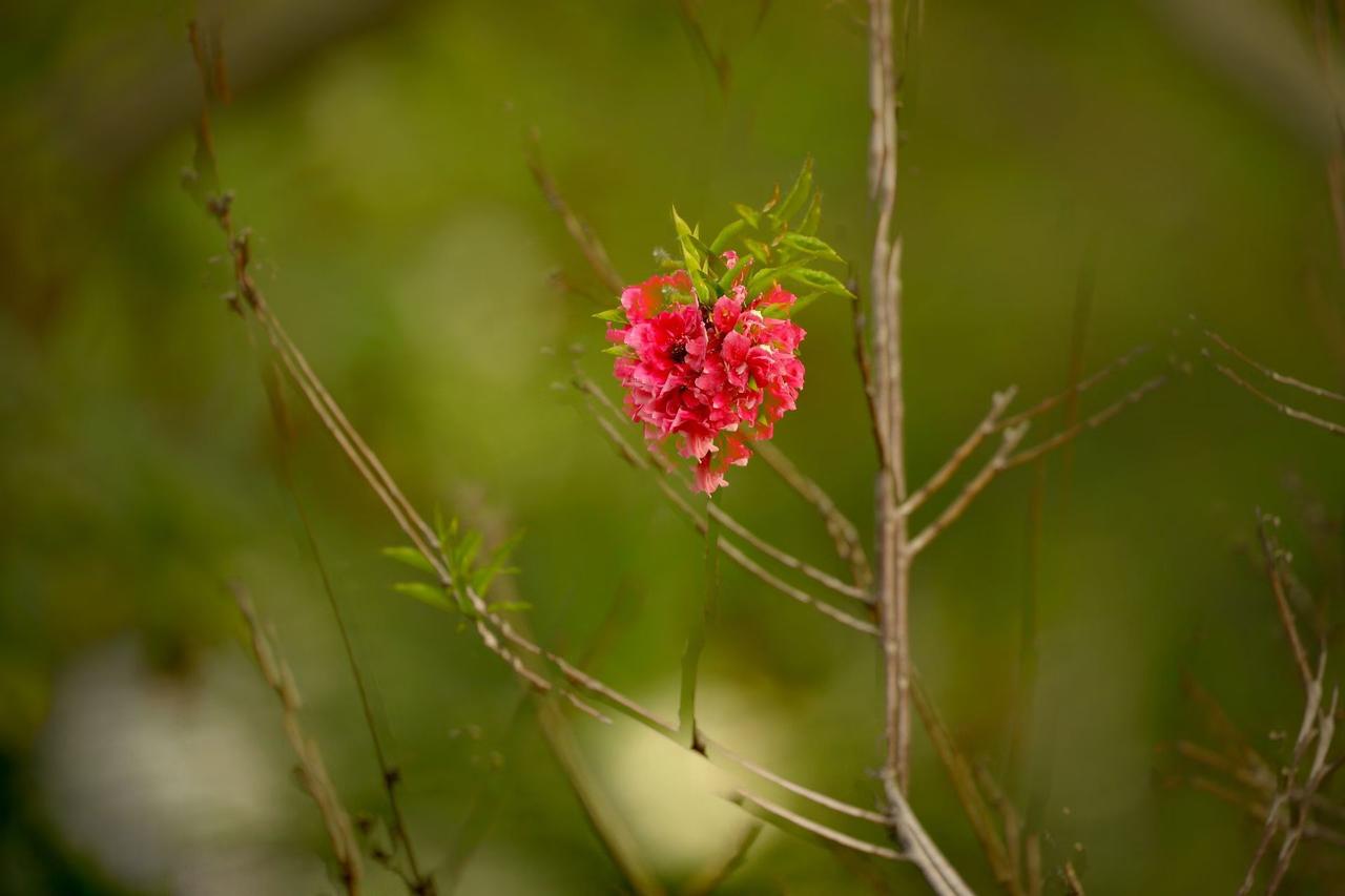 一抹嫣红藏新绿，独绽枝头也从容。
不与群芳争喧闹，自有风骨映春光。
