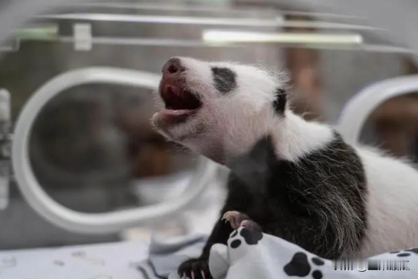 果然是“喀秋莎”。经过大量投票筛选，俄罗斯出生的第一只大熊猫被命名为“喀秋莎”。