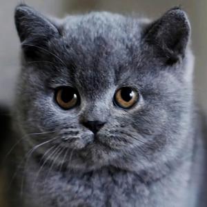 淘气蓝猫
