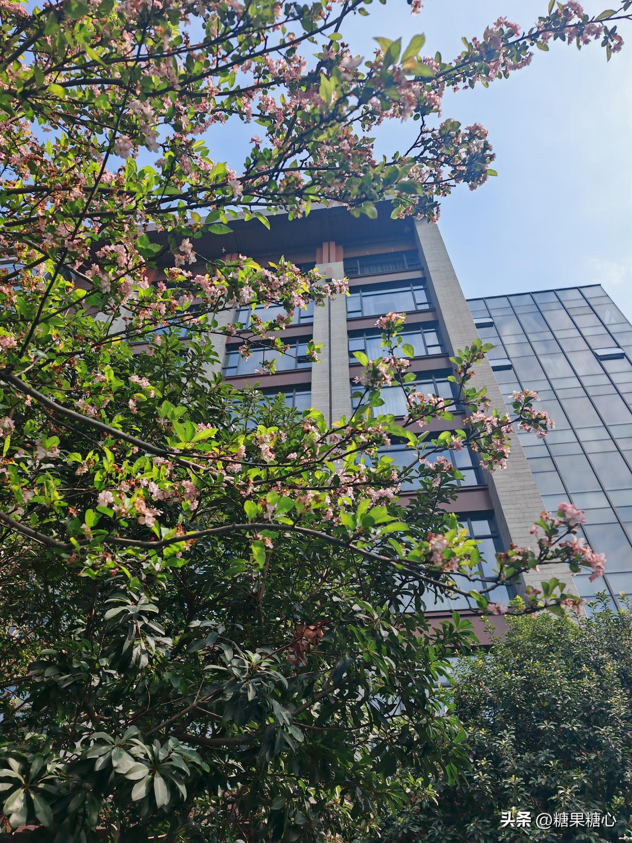 峨眉山偶遇
春天的婚礼