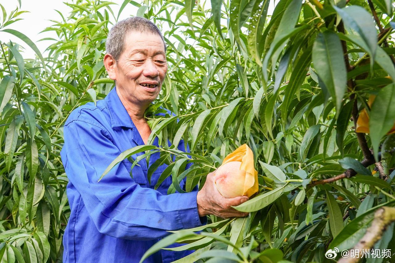 轨道运输车助力宁波水蜜桃丰产增收 7月16日，江北慈城蒋家农场60亩湖景蜜露迎来