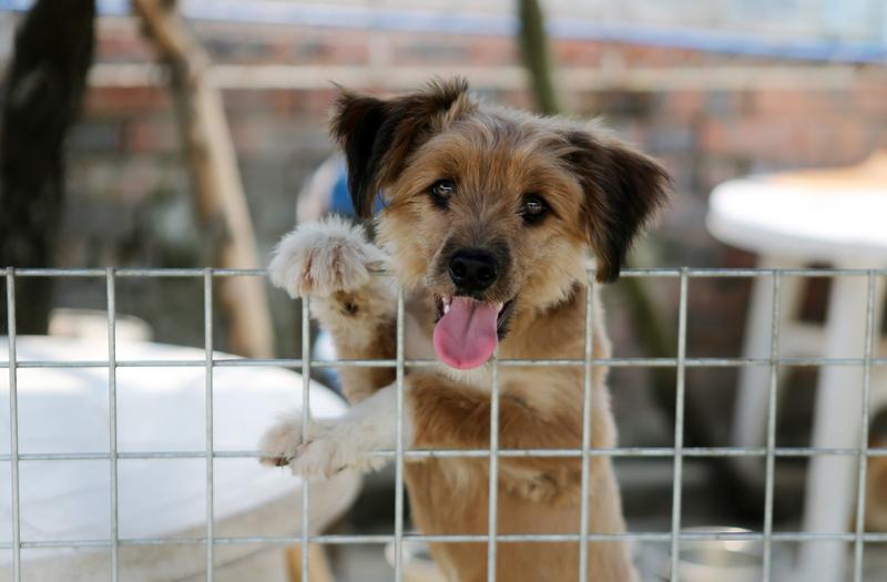 看哭了，把毛孩子吓坏了！
香港宏福苑的大火里，这只白色的狗狗死里逃生，但不幸和主