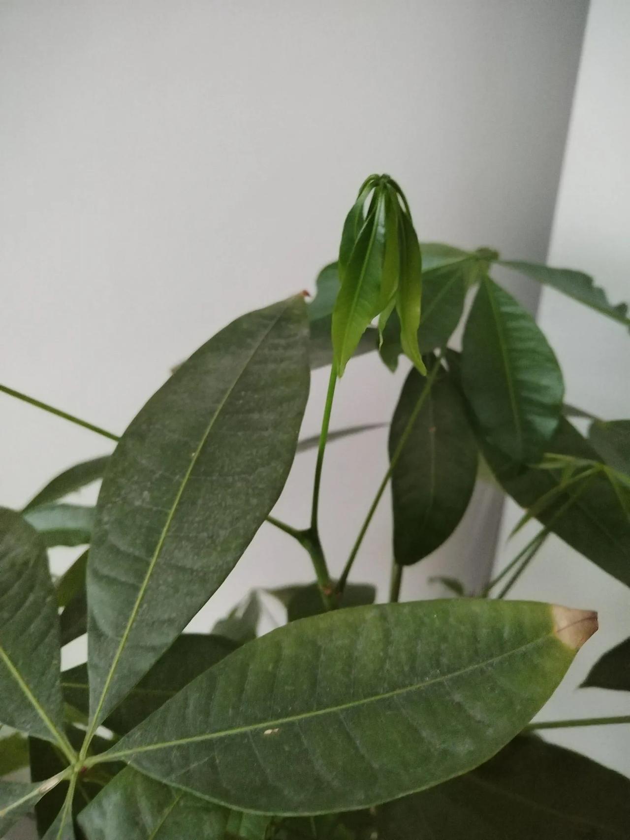 有人知道这是缺水了还是水太多吗？
最近家里的发财树新芽有点不是很精神。
一般是一