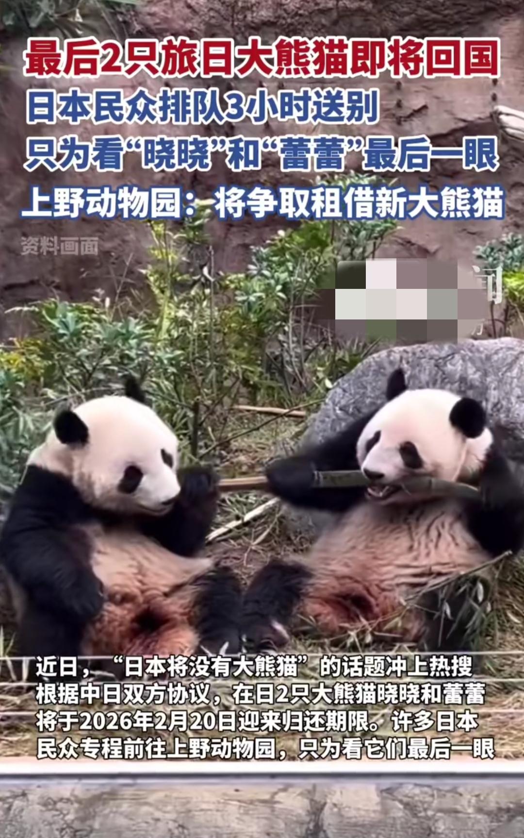 谁能想到，两只熊猫要回国，让日本民众排3小时队送别？上野动物园里满是手写信、熊猫