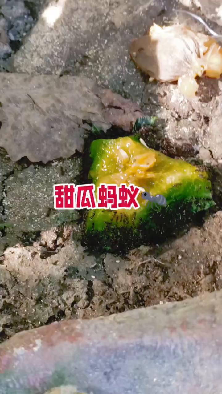 甜瓜蚂蚁。