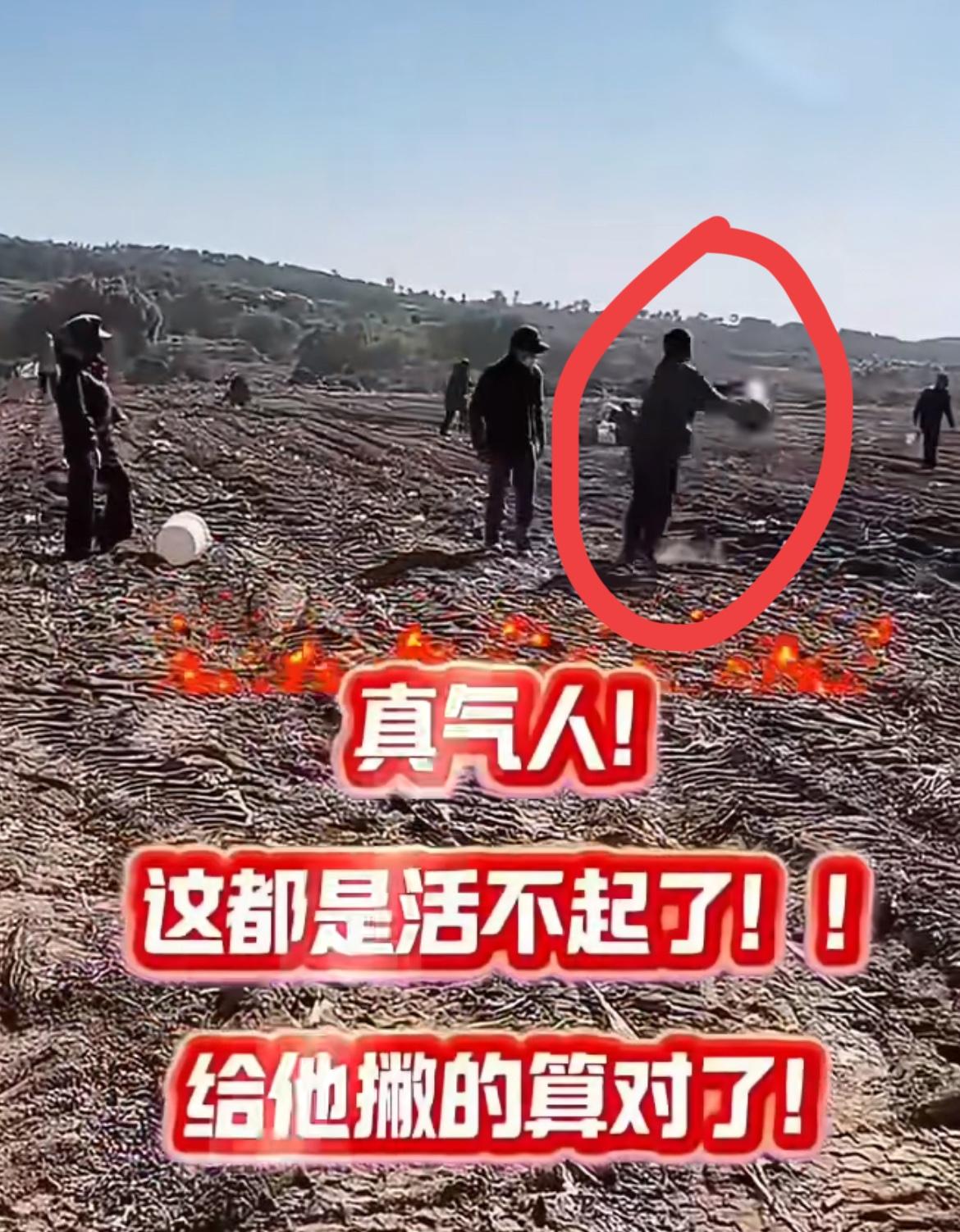 收割机正在收生姜，一堆村民在后面捡，老板气疯了，拼命阻止。老板辛辛苦苦种的生姜，