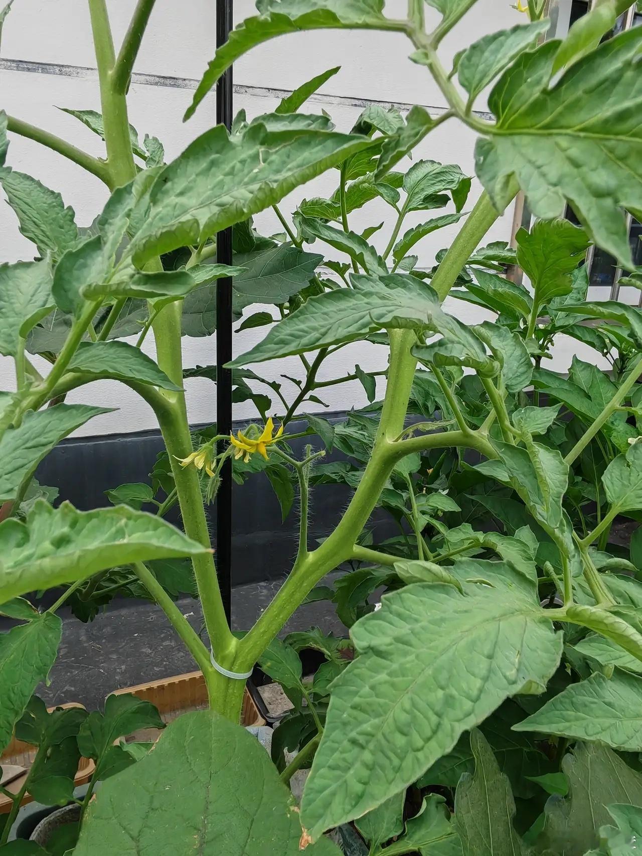 炒股如种菜炒股恰似种菜，底层道理相通。种菜第一步选种子，若是选错品类，等到秧苗成