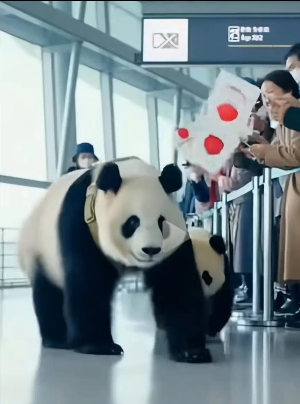 协议到期是表象！日本失熊猫，根源在失信

          1月27日，“晓晓