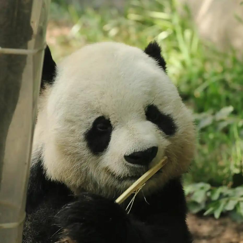 11月27日，中国大熊猫保护研究中心宣布大熊猫“高高”去世。“高高”于2018年