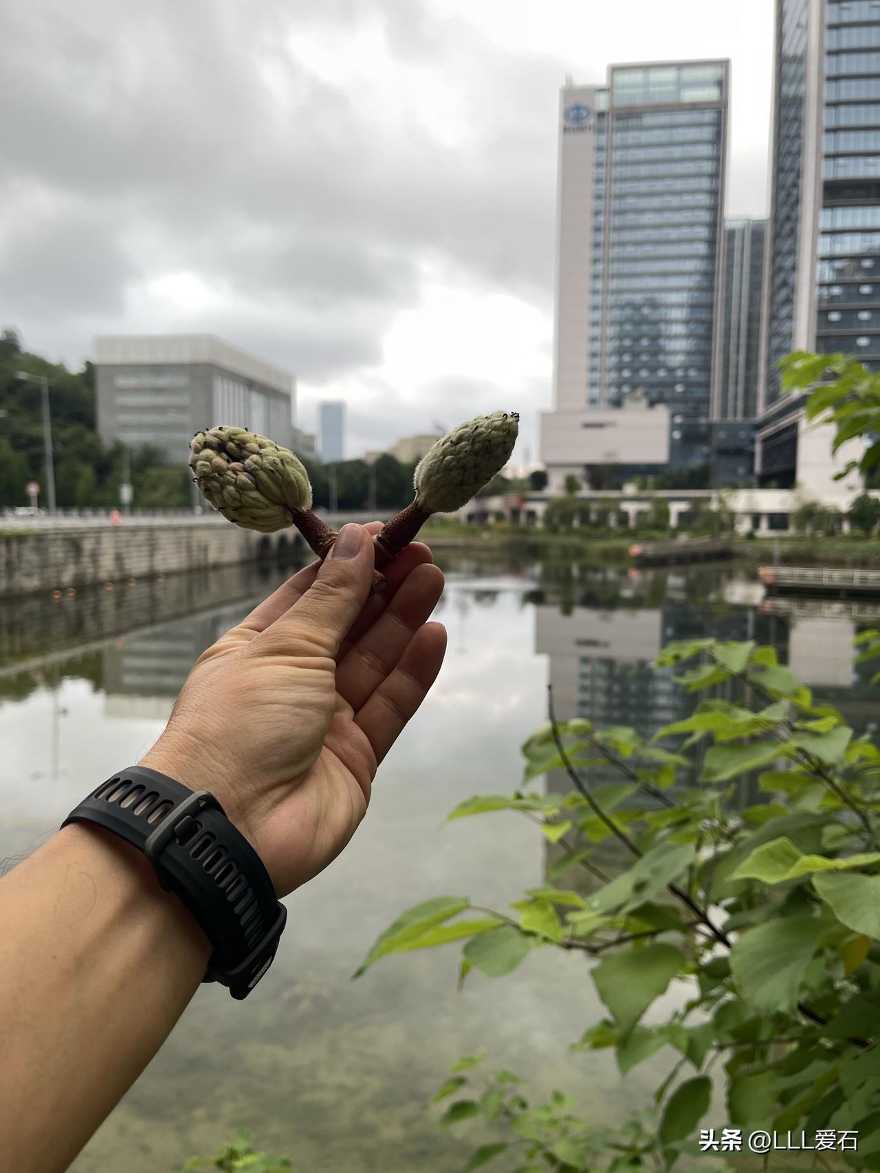 开启美好的一天
今天天气凉爽湿度正好
全国避暑天堂就在贵阳
天然大空调
感恩身边