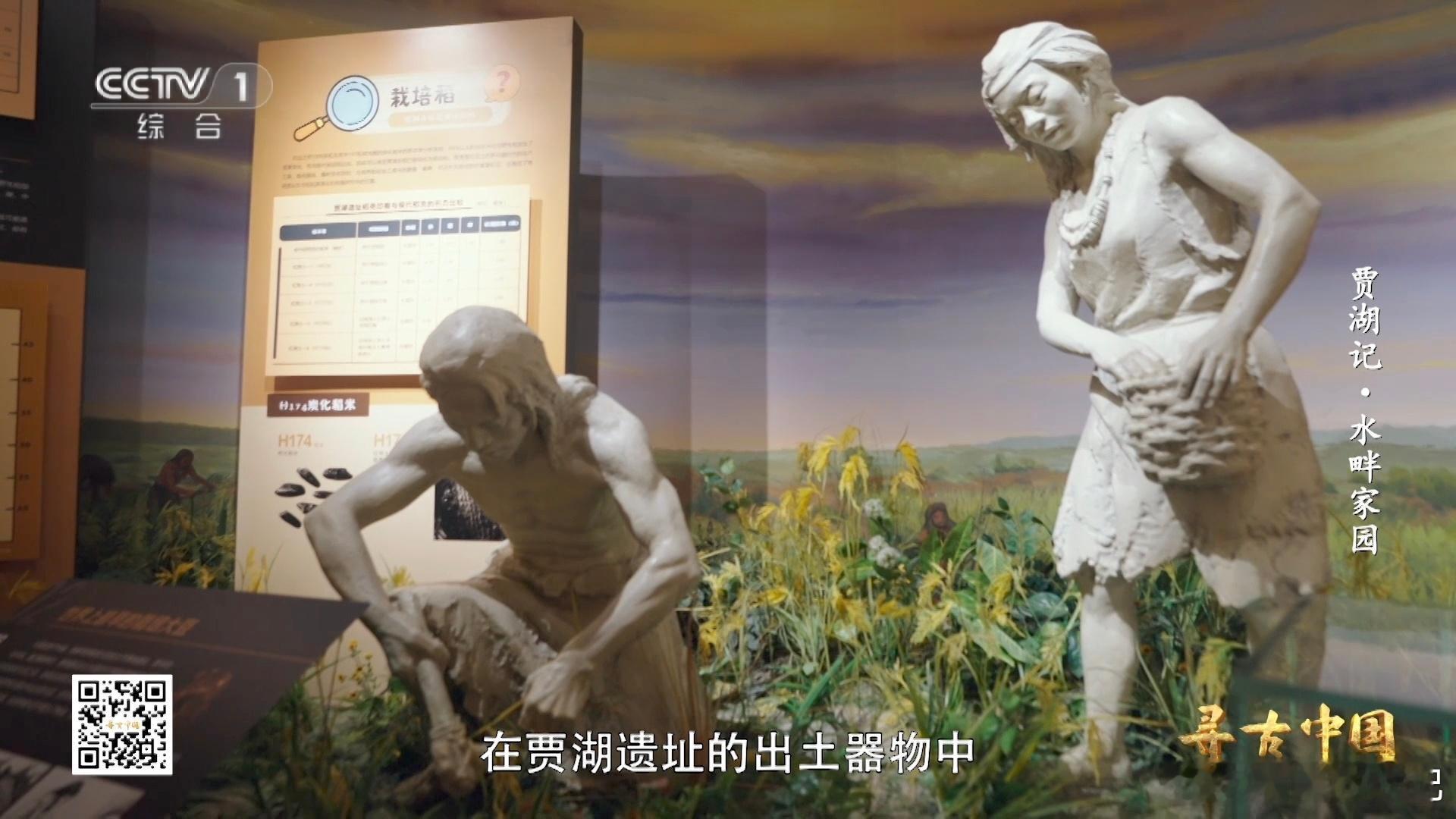 8000年前的稻谷什么样中国人对米饭的执着 水稻驯化改写古人生活轨迹！贾湖先民有