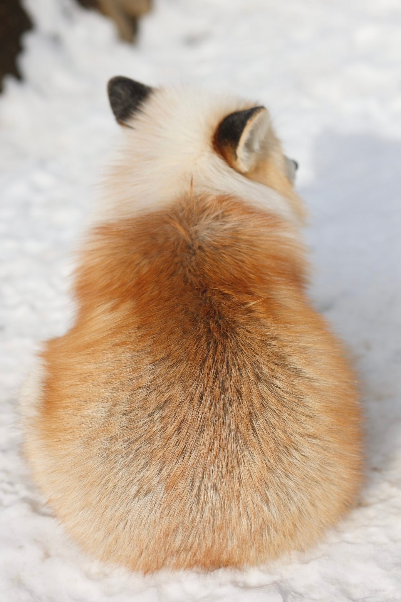 狐狸 大家有没有觉得，很多时候，狐狐身上会显现出一种猫猫的特质【推：ttt_ze