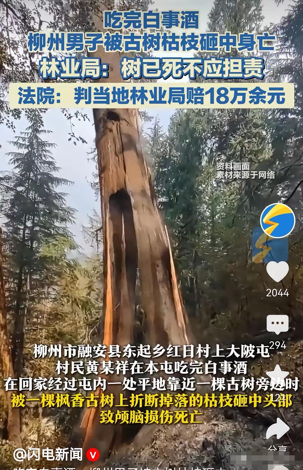 广西柳州，一男子去参加同村白事酒后返回路上，经过村里一棵树龄达160年的枫香古树