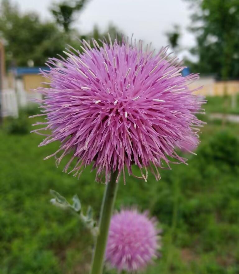 分享一朵你拍的花，什么花都可以