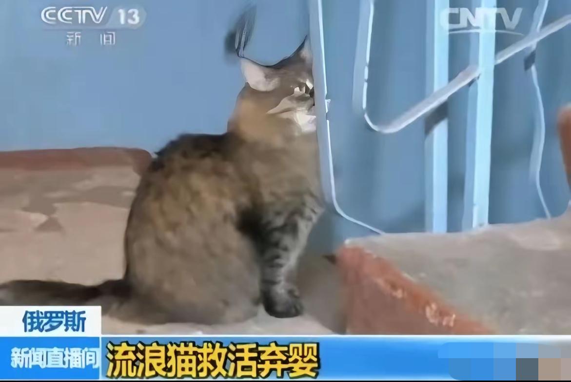 俄罗斯一只流浪猫火遍全球，连央视都报道了它。

当地冬天极寒，好心人在楼道放了纸