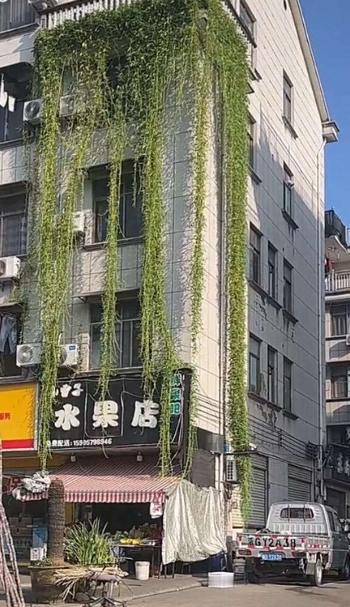 空心菜种成瀑布“爆火”出圈。

网友:楼下开窗，掐一把就能实现蔬菜自由。

浙江