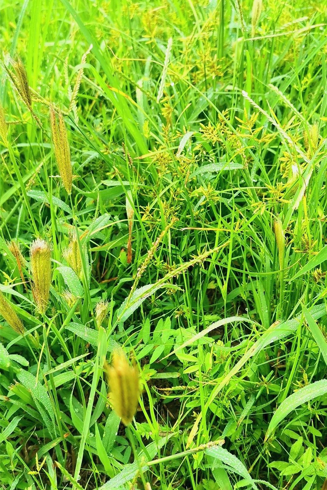 一草一木是故丘，
芳草红果尽秋畴。