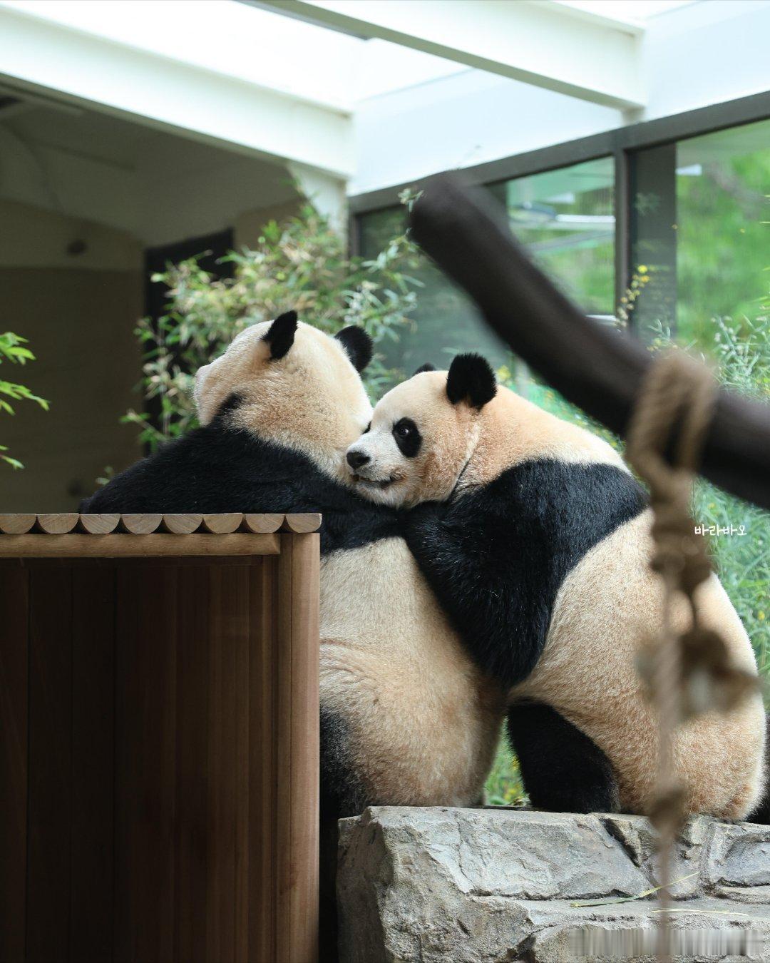 睿宝啊，辉宝的背是不是安全感满满 