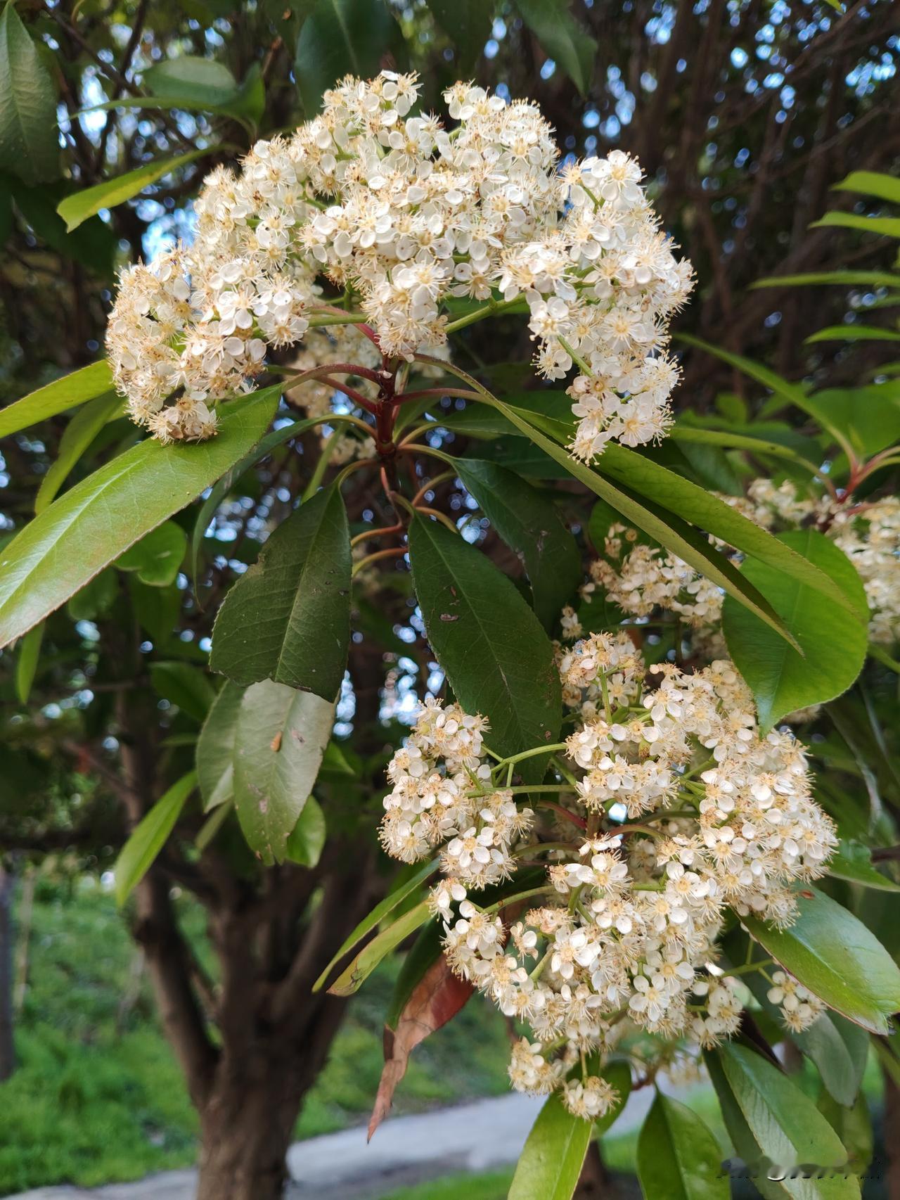 不知名的花树
