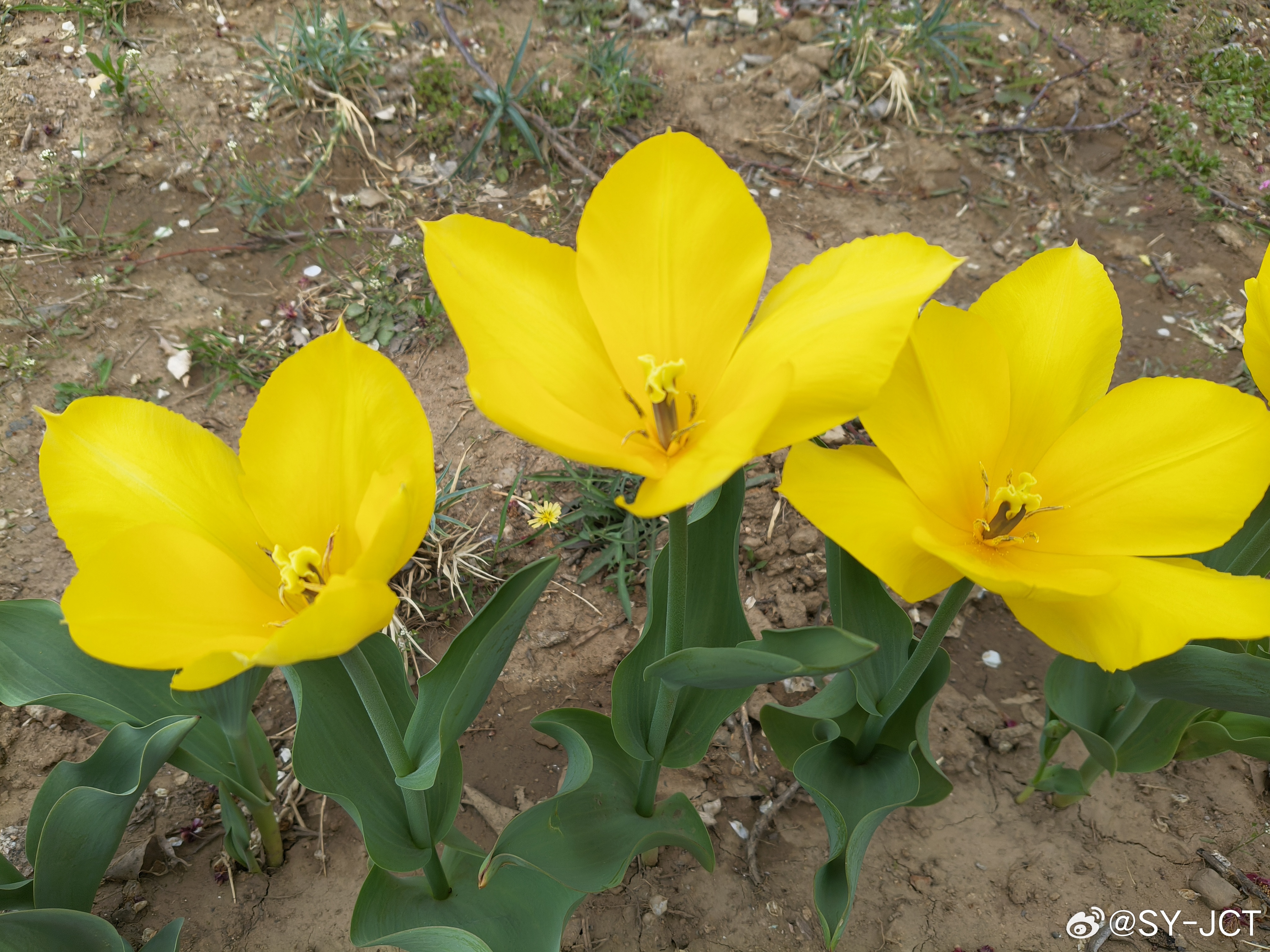 好美的郁金香🌷，好治愈啊！