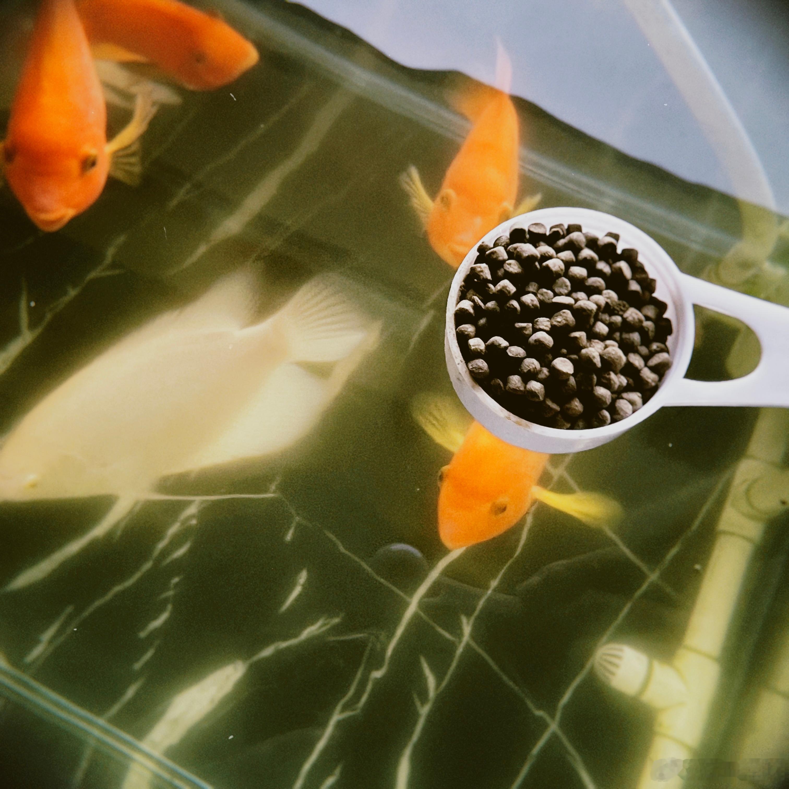 🐟 