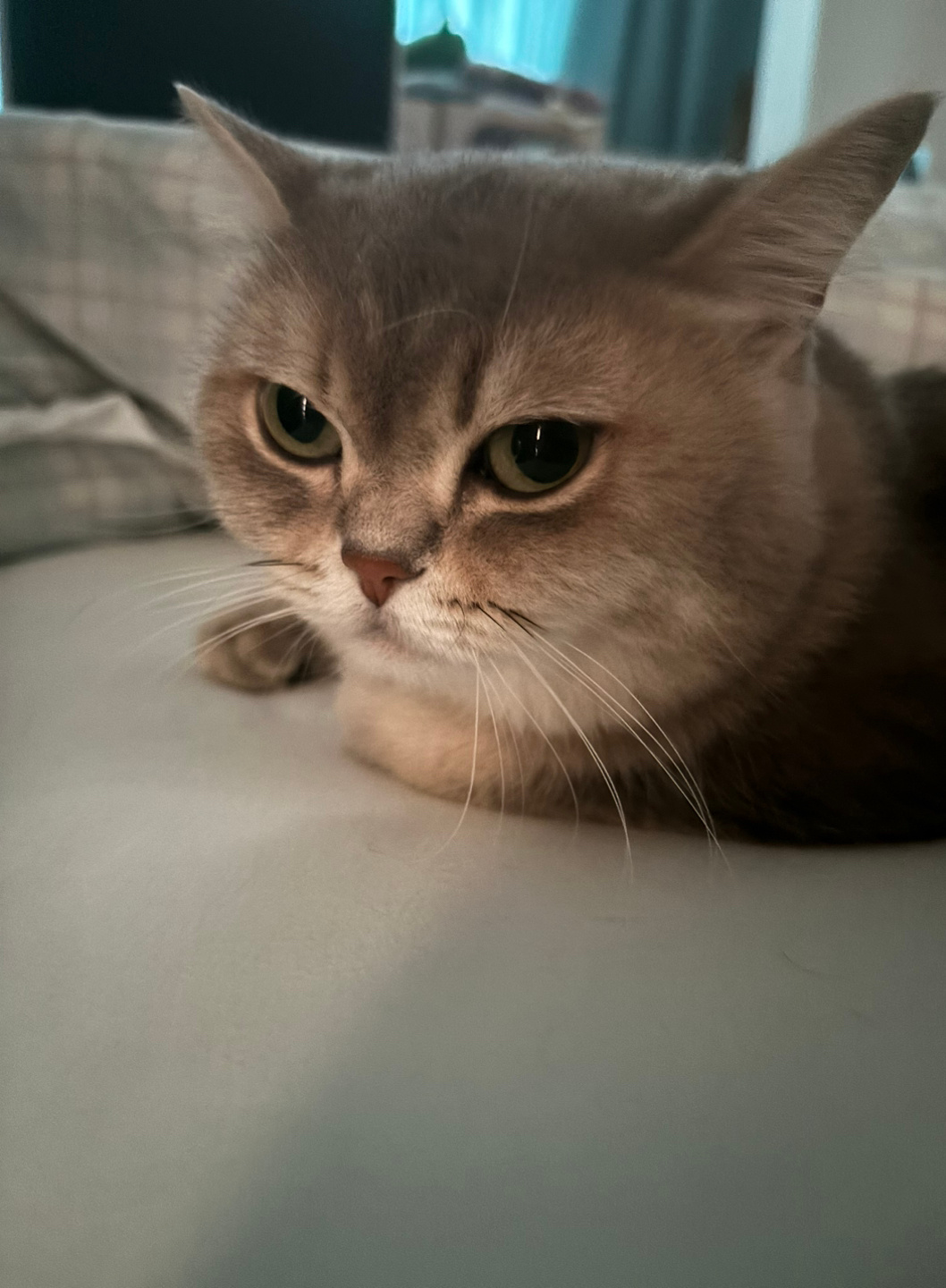 小猫是怎么理解铲屎的出门一周才回来这事的呢~ ​​​