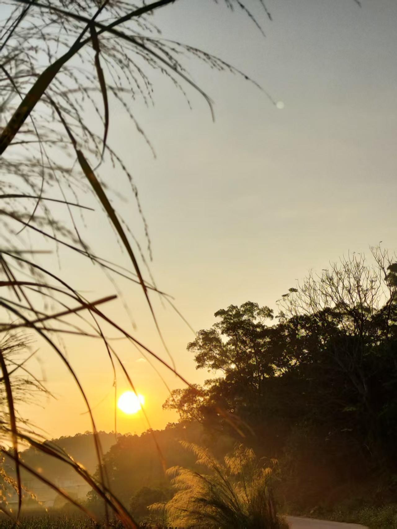 朝阳无限

最后一丝夜色还黏在蕉叶边缘，墨绿的轮廓沉甸甸的。我知道，那是破晓前最