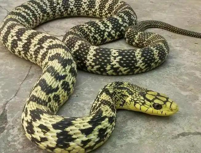 菜花蛇本身没毒，为何是百蛇之王？毒蛇为何会怕它，菜花蛇到底哪厉害了？眼镜王蛇 ,