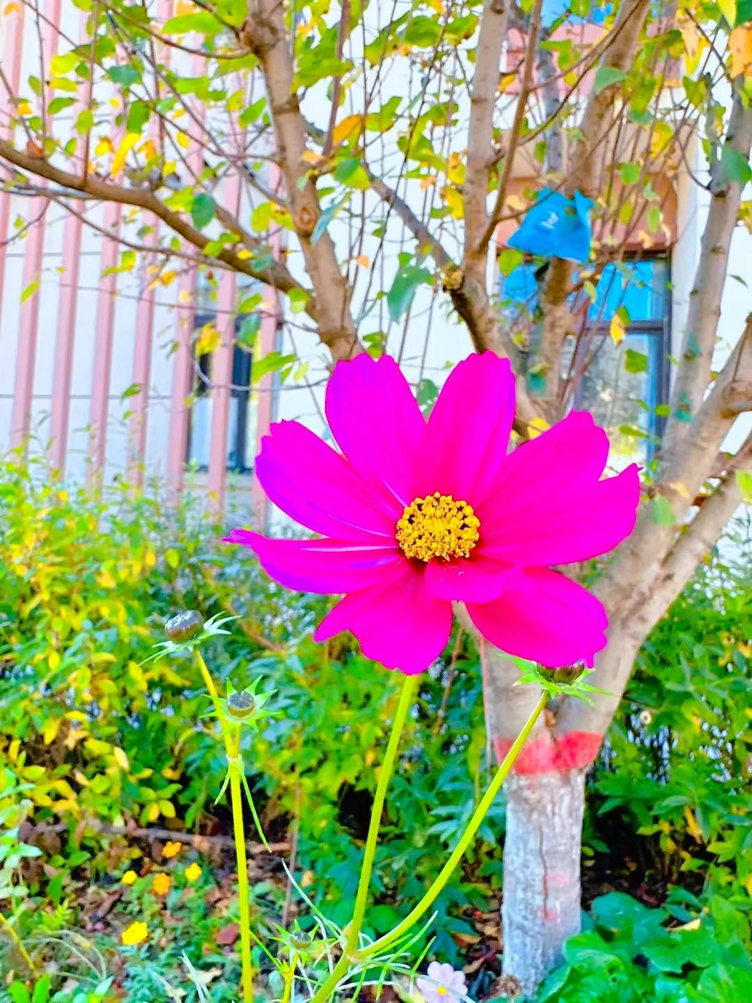 #秋日生活打卡季#
深秋的风景如画，美不胜收，心旷神怡，
蓝天下的花儿娇美，银杏