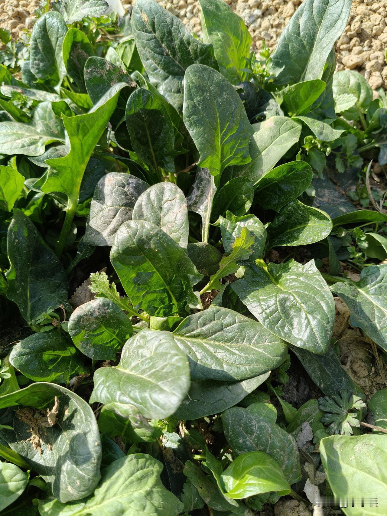 这是什么菜？有认识的吗