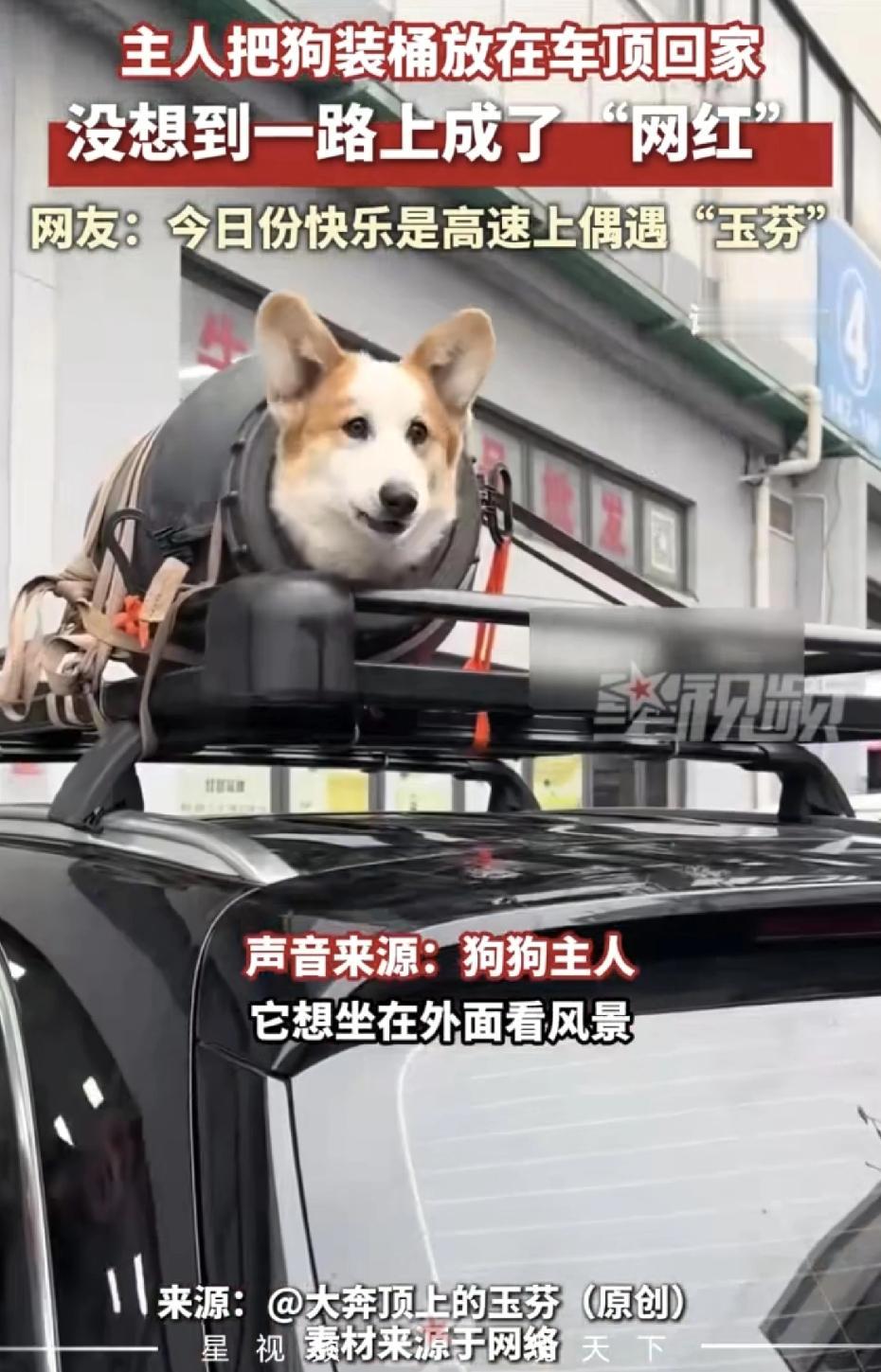 太逗了！
江苏南通的一个车主，开着一辆大奔，车顶上居然放了个大桶，桶里竟然还装着