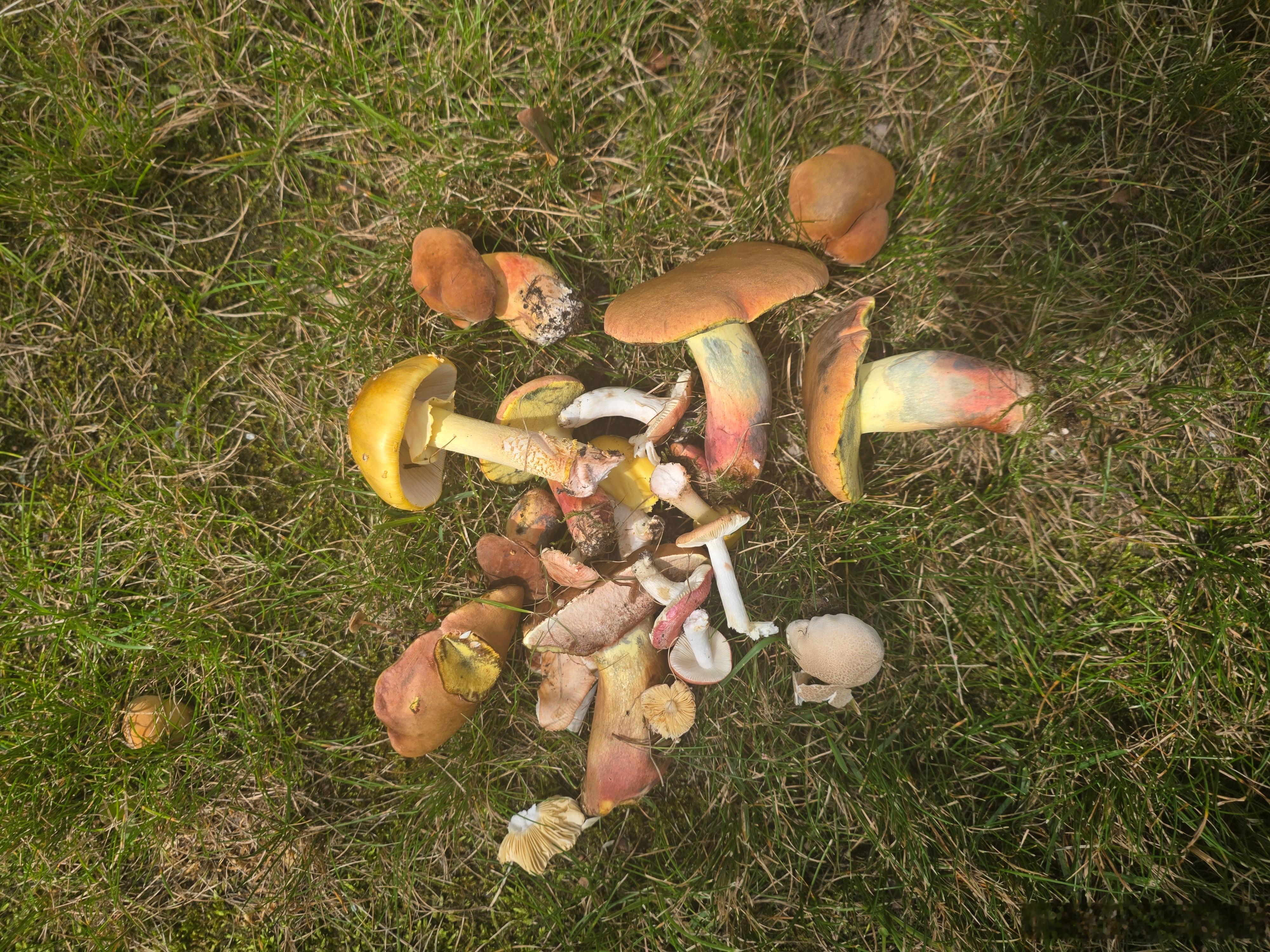 出门采蘑菇去了，这个就是云南那种见手青，还有各种能把人毒死的鹅膏菌。如果没有AI