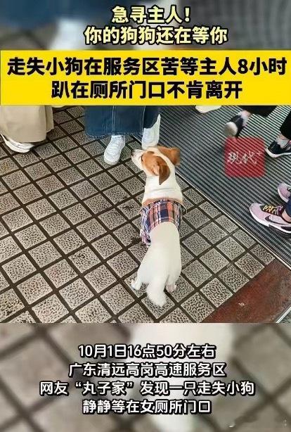 是谁把小狗忘记在高岗高速服务区了服务区的小狗找到主人了没有[柯基] ​​​