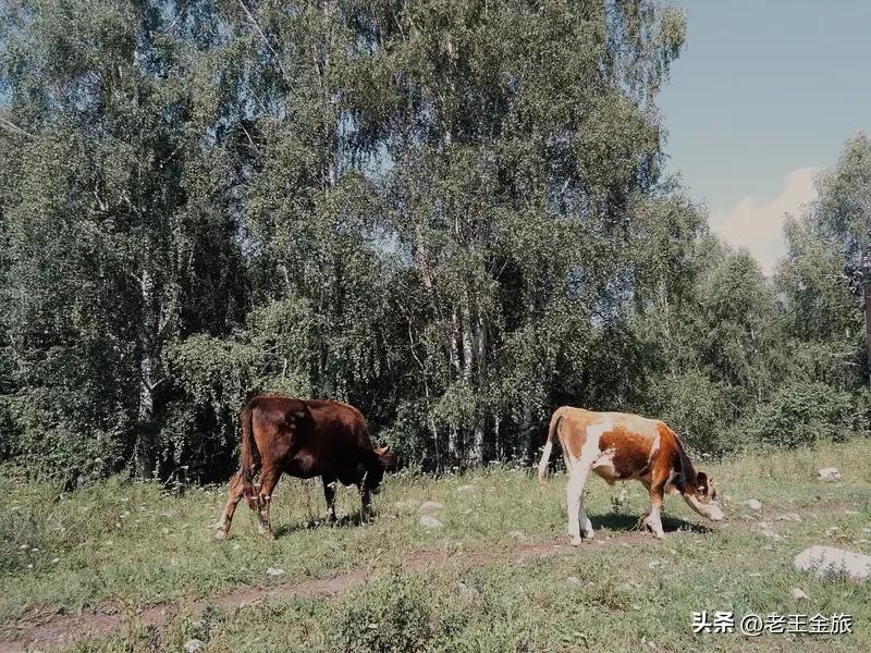 近几年夏天是真的越来越热了！就拿我来说，以前夏天出门，顶多觉得有点晒，现在出门没