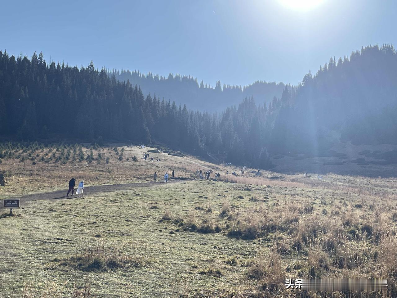 清晨的阳光穿过薄雾，在草甸上织出一片温柔的光影。脚下的草尖还凝着细露，混着浅黄与