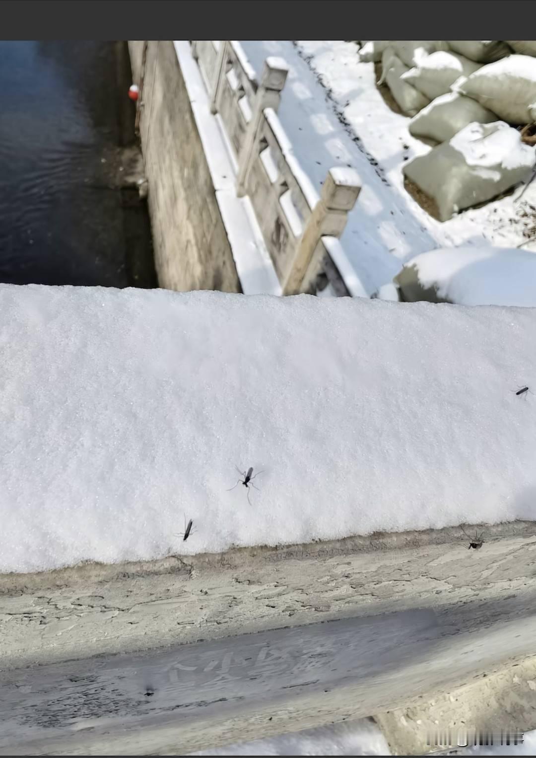12月13日，京城迎来了今年冬季的第一场瑞雪。然而，细心的网友却发现，在皑皑白雪