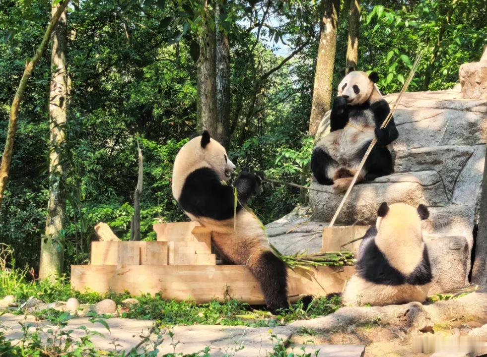 【中国远洋海运集团开启“熊猫船长守护家园”公益计划】8月10日，中国远洋海运集团